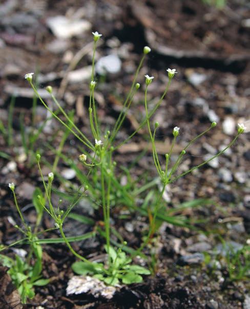 Trådviva i Piteå En ny art för Sverige, trådviva Androsace filiformis, har påträffats i Norrbotten. Trådvivan är en inkomling österifrån.