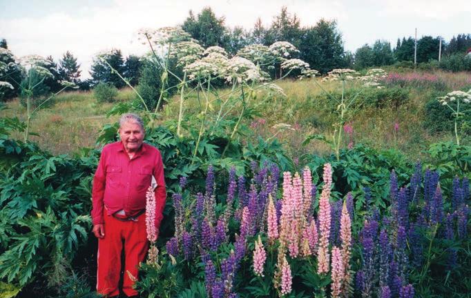 WESTERSTRÖM Figur 12. Nittioettårige Martin Sihlberg ( 2008) bland sina förvildade lokor och lupiner kring den uppdämda bäcken i Björksjönäs.