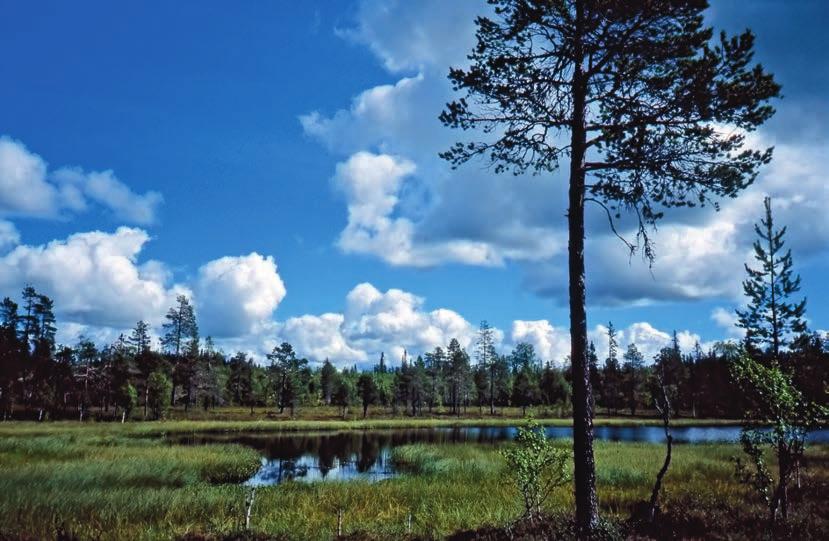 WESTERSTRÖM Figur 14. Den högt belägna östra Gårelatjärnen mellan Hållamassivets toppar är omgiven av artfattiga sluttningsmyrar.