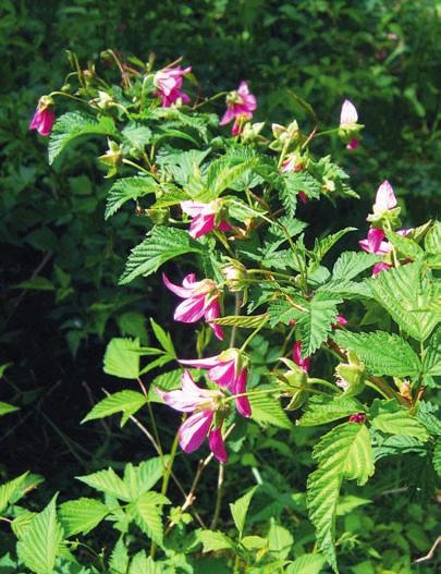 Prunkhallon är bofast i Skåne Under den nyss avslutade inventeringen av Skånes flora hittade Lennart Segerbäck och Leif Runeson oberoende av varandra ett par bestånd av ett för dem okänt hallon i en