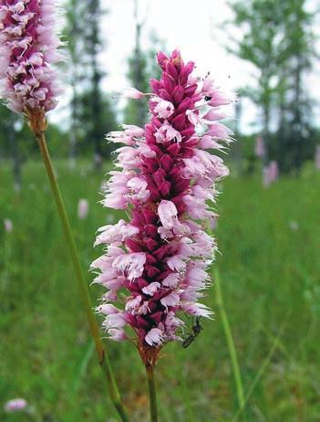 RISBERG Figur 2. Den vackra finnrosen Rosa acicularis finns i stora delar av både Eurasiens och Nordamerikas norra delar, men är sällsynt i Sverige.