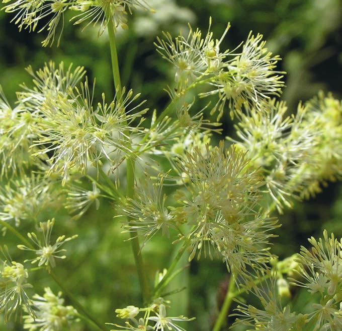 RISBERG Figur 6. Glansruta Thalictrum lucidum har nordgränsen för sin utbredning i Karelen.