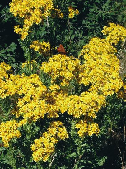 Digiflora enkel växtbestämning på nätet Det kan vara svårt för ovana botanister att använda florornas traditionella nycklar.