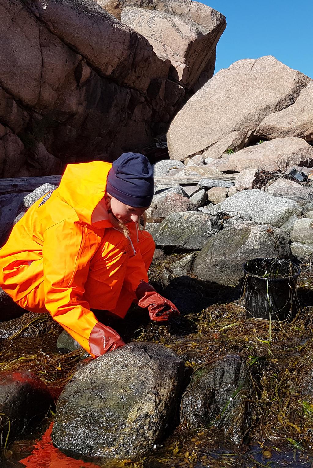 En kustbevakare sanerar olja som kommit upp