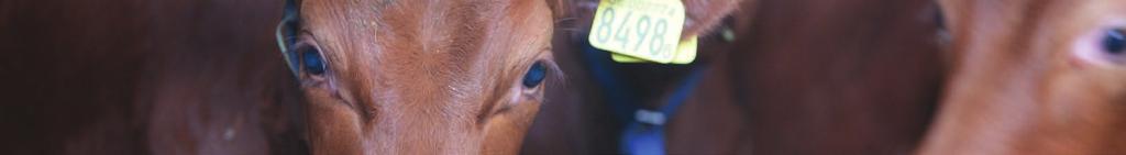 Vitaminer Dos i gram eller milliliter per dag Dos per 100 individer Kulldos Kategori Situation Produkt Argument Kalv Torra Svaga brunster, omlöp, foder- och miljöombyten. Även för övriga stressmoment.