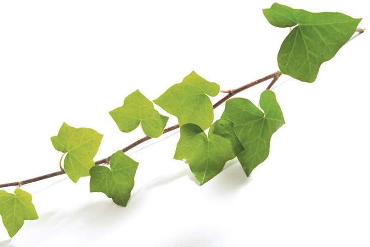 Affärsidé Hedera Group skall erbjuda bemanning och rekrytering för specialiserade yrkeskategorier. Vision och strategi Att vara en av de ledande aktörerna inom specialiserade yrkeskategorier.