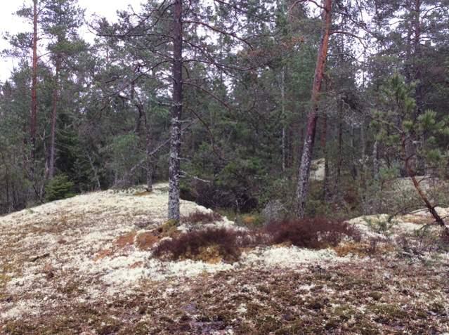 4 Kartering av habitat Vi karterade 92 habitat, förutom småvatten, och mest fokus i fält ägnades åt området närmast Karsvreta träsk och detaljplaneområdena och områden längre bort karterades mer