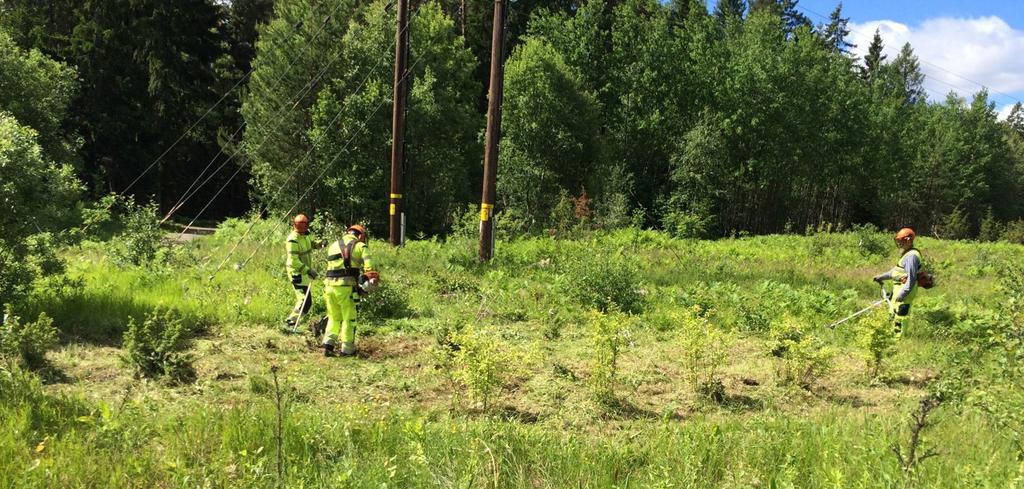 Ny skötsel för hagmarksliknande kraftledninggtor Täby kommun Detta är ett projekt med syfte att skapa buskrika hagmarksliknande kraftledningsgator med en rik markflora, som ska fungera som ekologiska