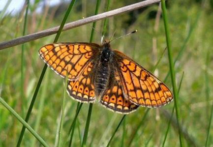 Åtgärdsprogram för hotade arter och naturtyper Naturvårdsverket Åtgärdsprogram för hotade arter och naturtyper (ÅGP) är ett kompletterande verktyg till övrig naturvård som områdesskydd, skötselmedel