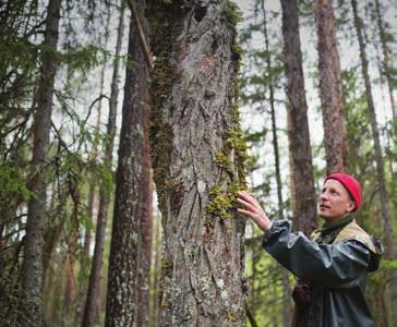 INVENTERARE OLLI MANNINEN Naturvårdare och frilansande skogsinventeringsexpert. Har sedan 1998 varit involverad i inventeringar och kartläggningar av skogar med höga naturvärden i Finland.