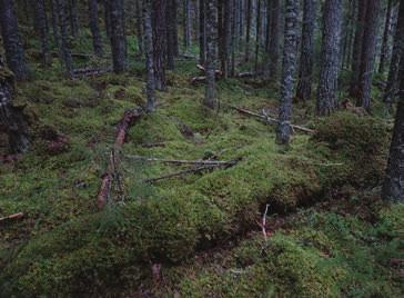 INVENTERARENS KOMMENTAR Fuktig, grandominerad, gammal naturskog intill Maljåns naturreservat.