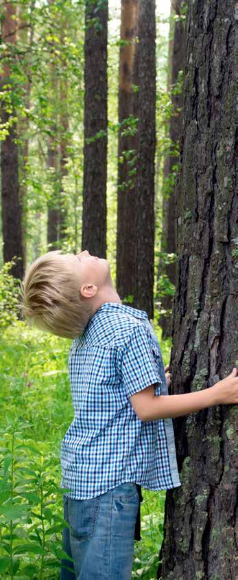 Årsredovisning 2016 Växande skog bra för klimatet Skogens inbindning och användning av skogsprodukter minskar mängden koldioxid med motsvarande hela Sveriges fossila utsläpp.