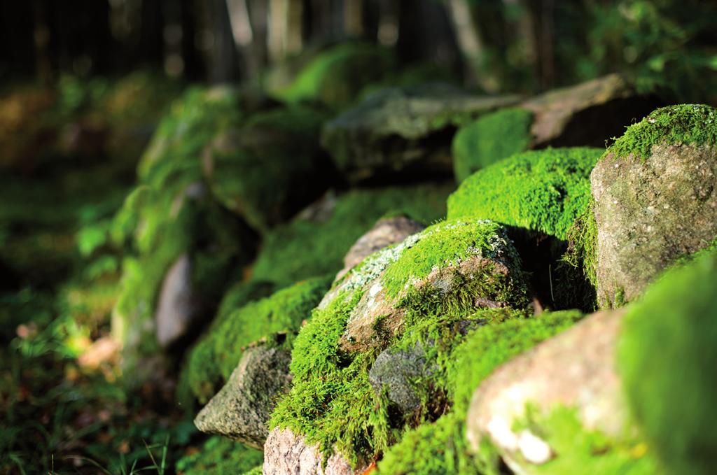ÅrsrEDOVISNINg 2016 All skog FSC -certifierad All Sveaskogs skog är FSC -certifierad, vilket intygar att företaget sköter skogen ansvarsfullt.