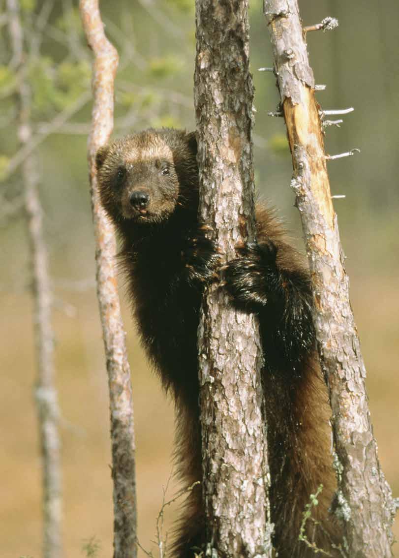 56 Skogsbruket är bra för klimatet och med aktiv naturvård ökar