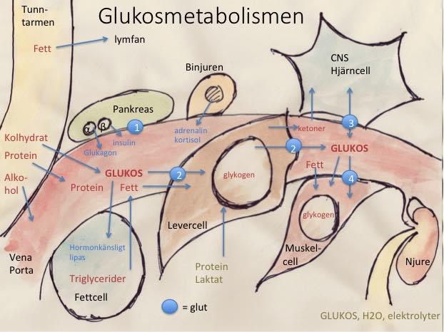 Blodsockerbehandling