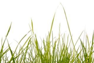 JUNI Lördag 2 juni NATURSNOKARNA HÅVAR I VATTENLEDNINGSPARKEN Natursnokarna håvar efter smådjur och lär sig mer om småkryp i vattnet och i strandkanten. För barn 3-7 år. facebook.