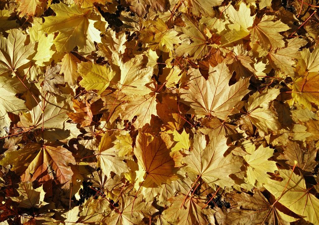 Alla aktiviteter är gratis och ingen föranmälan krävs. Måndag 2 oktober Den 2-8 oktober anordnas Hässelby-Vällingbys första vålds förebyggande vecka med start på FN:s internationella ickevålds dag.