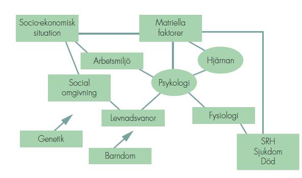 En biopsykosocial