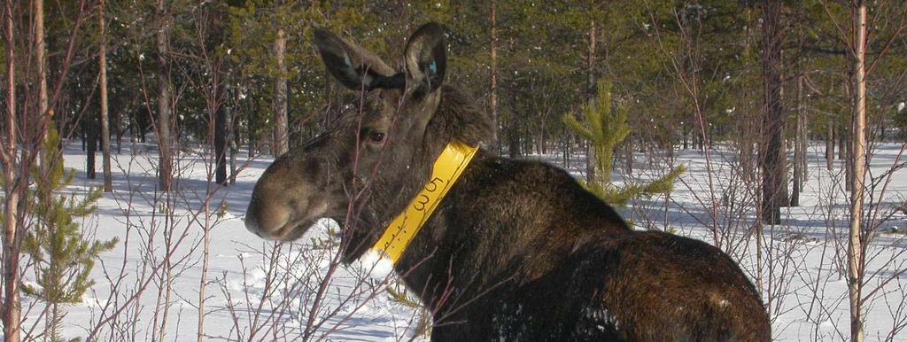 Umeå 2005-05-17 FÖRVALTNING AV ÄLG I VÄSTERBOTTEN: MÄRKNING AV ÄLG SOM EN DEL AV VILTÖVERVAKNINGEN Delrapport