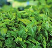 basilika och kapris. Grönbladig basilika Stora aromatiska, ljusa blad som används färska.