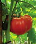 Tomatplantor Totem och Rasberry Ruffles 49 90 49 90 49 90 Sungold