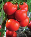 Dessa tomatplantor ger saftiga tomater med smak av tropiska frukter.