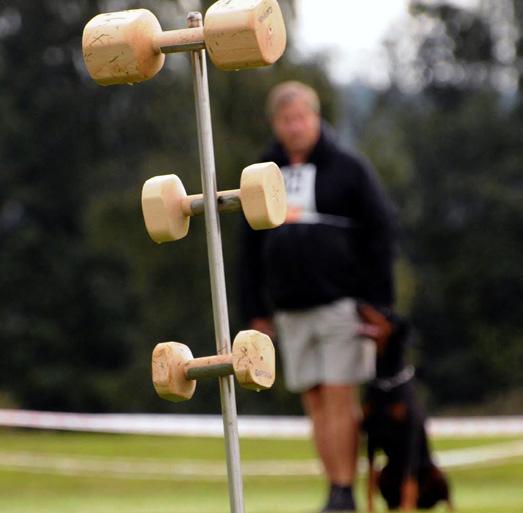 Bruksprov allround Bruksprov är ett samlingsnamn på hundsporterna patrull, rapport, skydd, spår och sök.