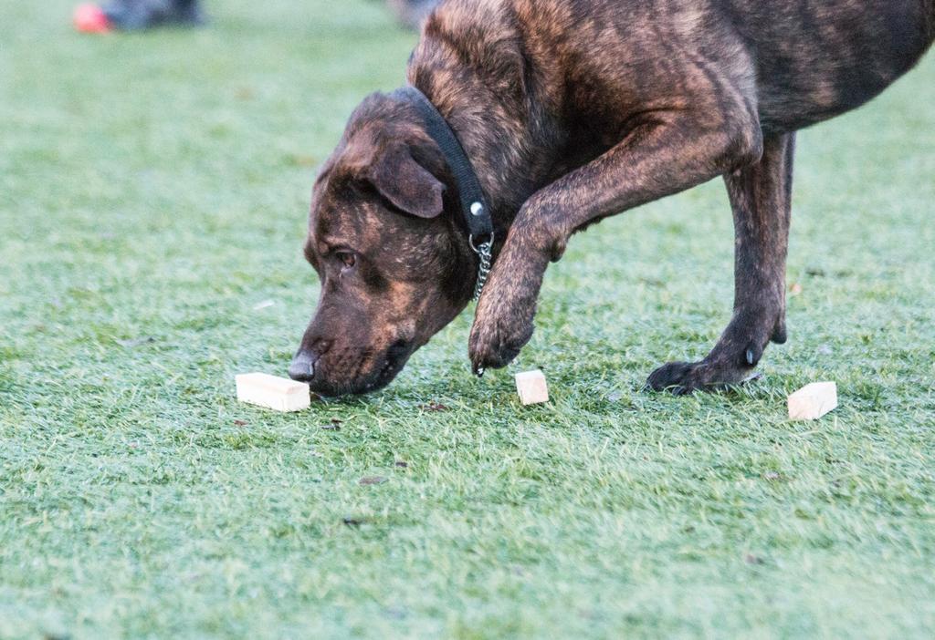 Fokuserad lydnad I lydnad ska hunden utföra ett flertal olika moment både nära föraren och på avstånd. Hunden ska bland annat kunna hämta föremål och hoppa över hinder.