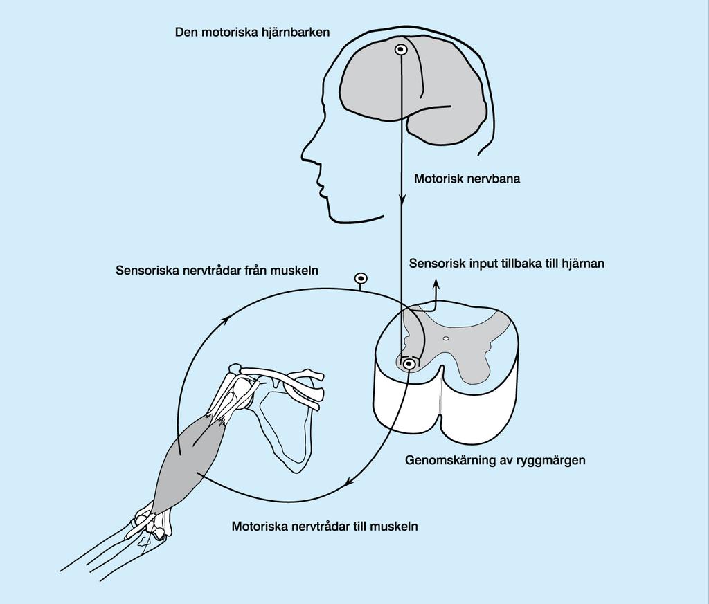 Nerv- och muskelsystem