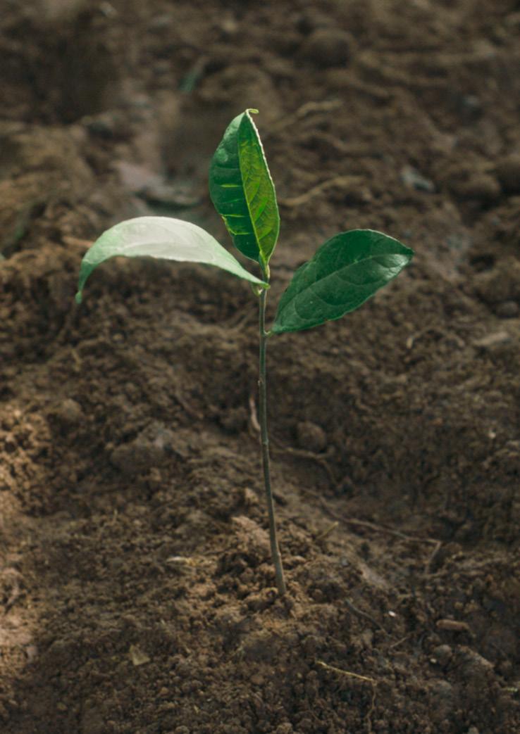 Foto: Robin Asselmeyer Plantera träd!