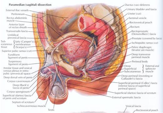 uretärer, ovarier, uterus,