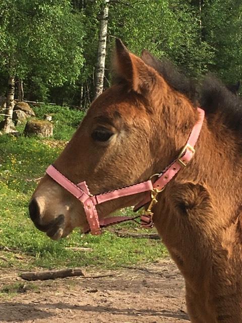 Senast det föddes ett föl på byn var 2013 då Zixten F kom till världen och han bor fortfarande på Gropgården. Där bor också Åskar och både han och Zixten F syns ofta på travbanorna runt om i Sverige.