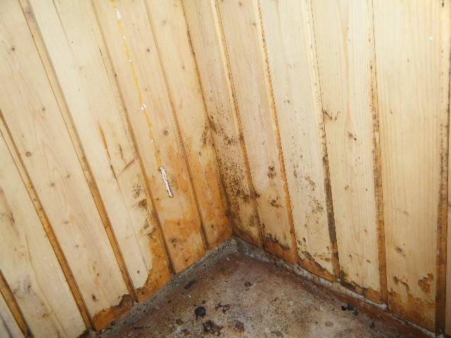 Sidan 20 av 21 Rum: Tvättrum/ duschrum: Mikrobiell påväxt finns på bastupanel på väggar.