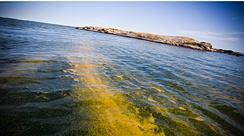 Negativa Miljöförorening Stor syrebrist i Östersjön Påverkar fiskar.