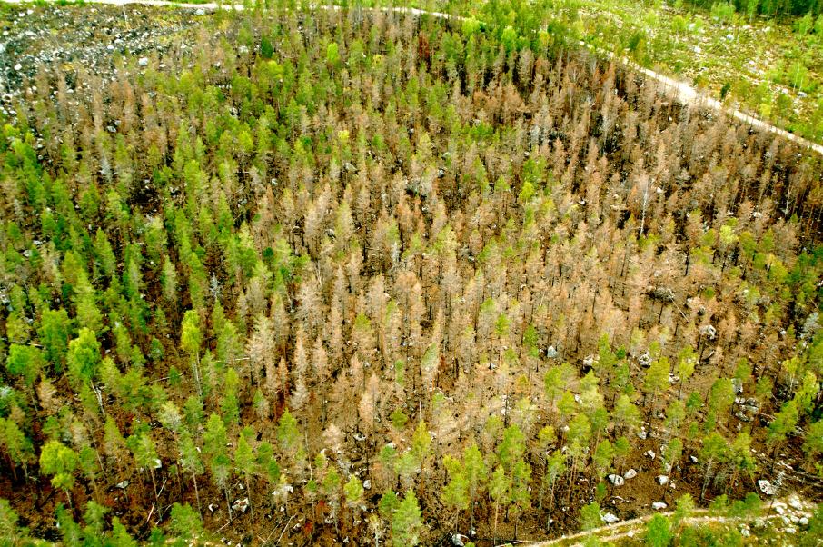 Ca 20% mortalitet för tall >90% mortalitet för tall Bild 2: Snedbildsfotografi med uppskattning av trädmortalitet. Från bränning i naturreservatet Trollmosseskogen 2004. 2.1.5.