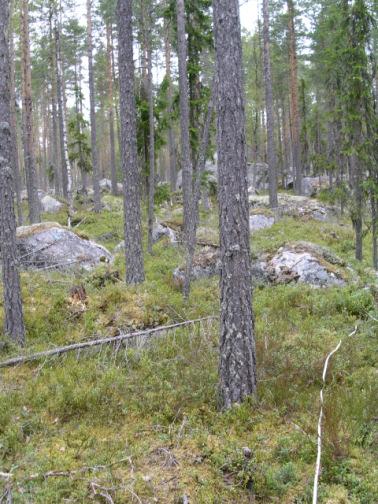 Foto före bränning