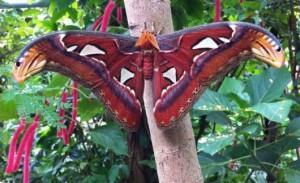 Fjärilshuset omfattar över 3000 kvm och omgivningen är tropisk. Minst 700 fjärilar av en mångfald olika arter finner vi här. TISDAGEN DEN 11. SEPTEMBER 2018 Kl. 08.20 Kl. 08.40 Kl. 09.
