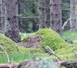 På de platser Eolus väljer att påbörja projektering genomförs noggranna undersökningar av buller- och skuggeffekter för kringboende, hur djur- och naturliv, fornlämningar samt andra intressen kan