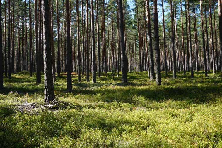 Det förnyades 173 tilläggsavtal för tomträtter med 10-åriga avtal. Dessutom förnyades 11 tilläggsavtal för tomträtter med 20-åriga avtal, samtliga valde att ändra till 10-åriga avtal.
