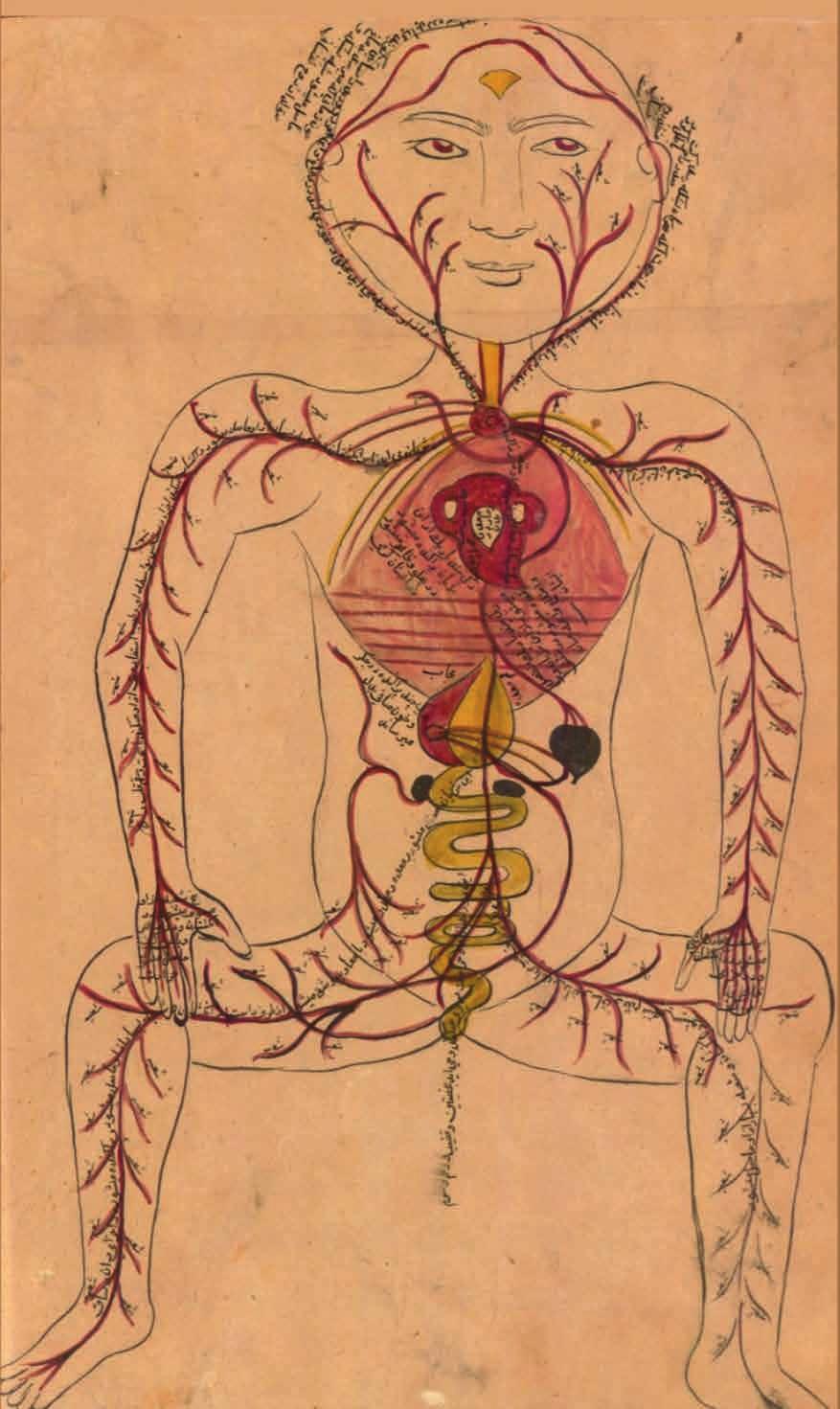125 CERIUM TEXTSAMTAL OM NATURVETENSKAP PÅ LIV OCH DÖD Anatomisk illustration från iransk läkarbok, tidigt 1100-tal, skriven av den berömde läkaren Ism l ibn Hasan