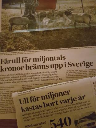 Teoretisk ullskörd Media har lyft upp att svensk ull för miljontals kronor kastas bort varje år. Detta ses av allmänheten som ett stort slöseri med en förnybar resurs.