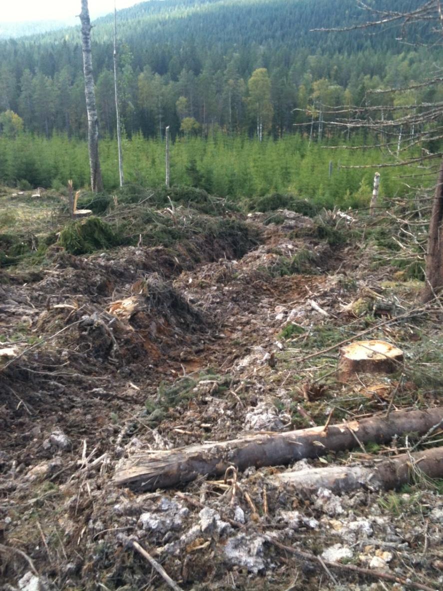 Vilka skaderisker finns? Vid genomförda skadeinventeringar på skogsmark har man främst koncentrerat sig på att studera tre orsaker till skador; körskador, markberedning och övertäckning.