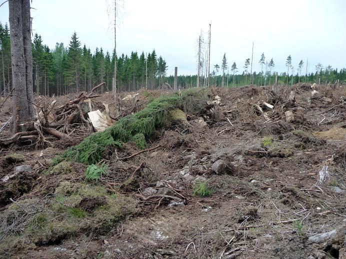 Figur 5. Stubbskördat röjningsröseområde. Foto G. Lundh Plantering, rotpåverkan och stormskador Plantering av träd på eller invid en fast fornlämning kräver tillstånd enligt kulturminneslagen.