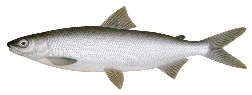 Utredningen är en del det gränsöverskridande projektet SeaGIS 2.