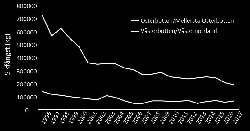 De årliga fångsterna i det yrkesmässiga sikfisket i Österbotten är nu knappt 200 ton, när de i slutet av 1990-talet rörde sig om över 700 ton.