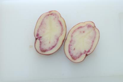 Ljusgrodden är kort, rödviolett med ljusare spets och med riklig behåring. Plantan är ganska hög, vek med mörkgrön blast.