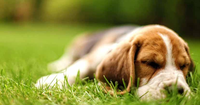 VILLKOR HUNDFÖRSÄKRING 2017-06-01 19 Om din hund inte är försäkrad sedan före 120 dagars ålder får din försäkring en karenstid som är ett år (365 dagar) från nyteckningsdatum hos oss.