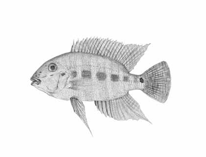 Afrika. 43 Acarichthys heckelii en jordätare för konnässören En supersnygg jordätare.