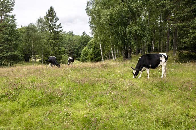 Den bostadsnära typen av sogsbru siljer sig avsevärt från ett traditionellt sogsbru där viresprodutionen är det primära.