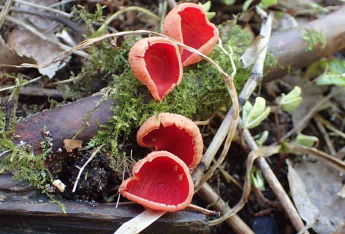 Samtidigt som stadens radiella utvecling har sapat förutsättningar för naturområden formade som sammanhållna ilar, har utveclingen ocså orsaat svaga samband mellan ilarna.